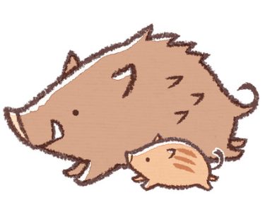 イノシシのスピリチュアルな意味と、イノシシの守護動物霊について